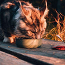 Sache Natural Javali e Camomila Carnilove para Gatos Adultos - New York Pets