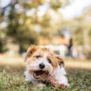 Stix Mastigável Natural Natuka para Cães - New York Pets