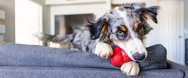 kong classic para cachorro