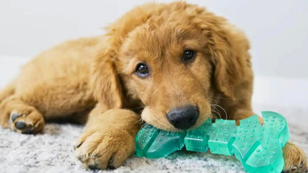 Transforme a Higiene Bucal do Seu Pet: Estratégias e Brinquedos Essenciais para um Sorriso Saudável