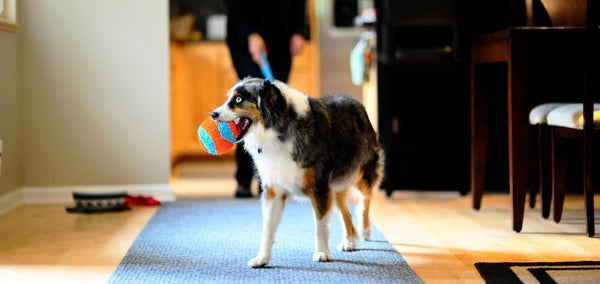 cachorro brincando com a bola indoor chuckit ball