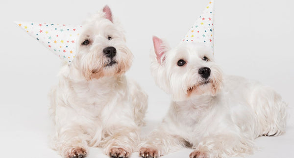 Como Organizar uma Festa de Aniversário Perfeita para Seu Cachorro: Guia Completo
