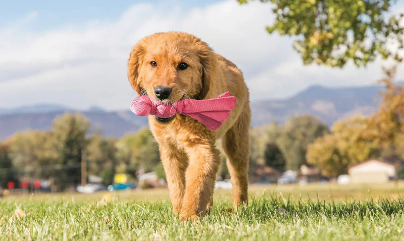Como Criar a Rotina Ideal para Manter seu Cachorro Feliz e Saudável - New York Pets