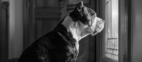Meu Cachorro Sabe Quanto Tempo Eu Fico Fora de Casa? - New York Pets