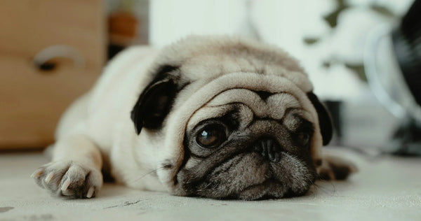 Tudo Sobre o Pug: Características, Cuidados e Curiosidades - New York Pets