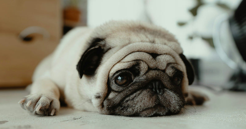 Tudo Sobre o Pug: Características, Cuidados e Curiosidades - New York Pets