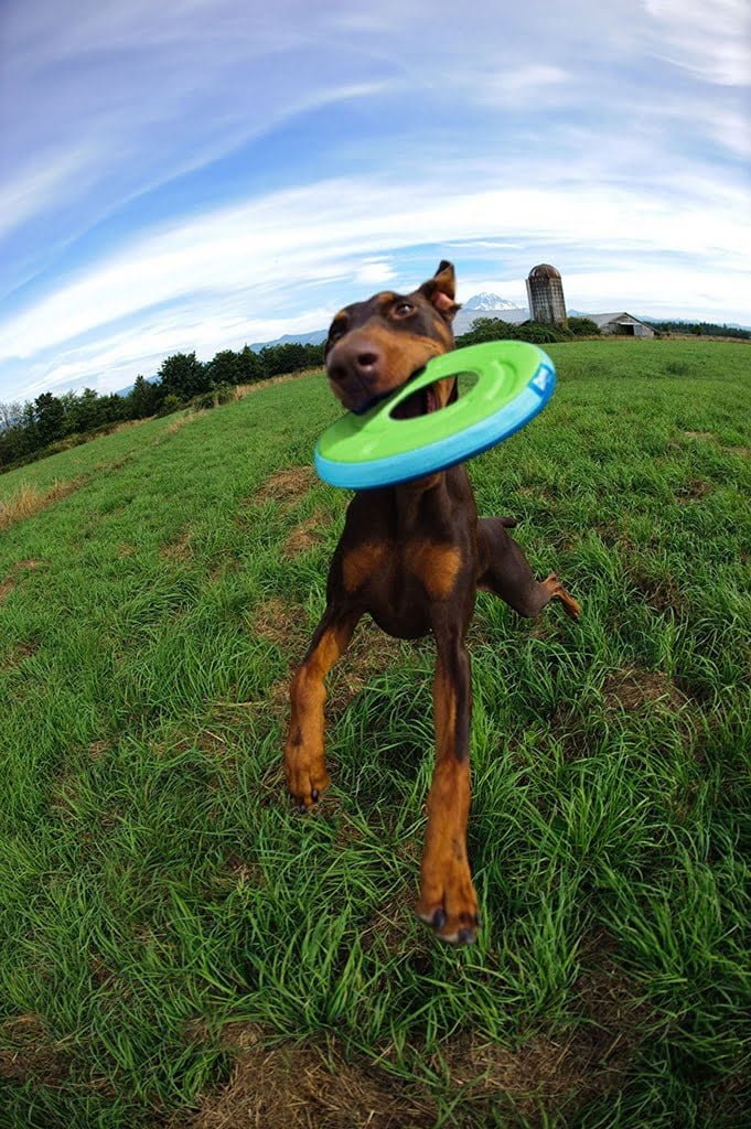 Frisbee para cachorro Disco Chuckit! Zipflight