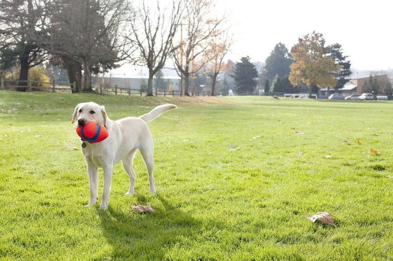 Bola Chuckit Fumble Fetch Para Cachorro