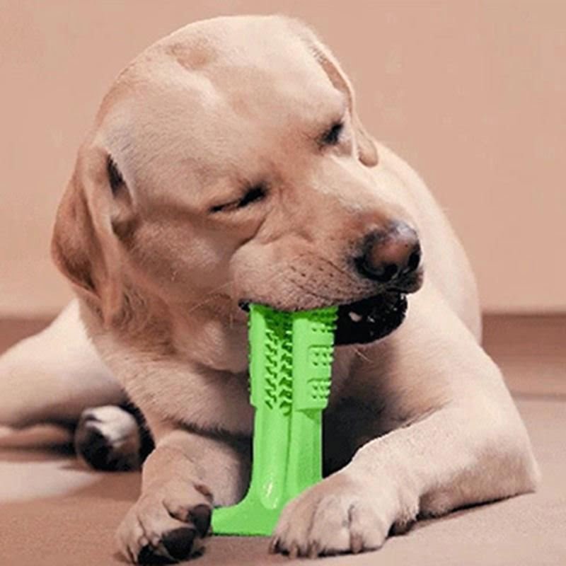 Mordedor Escova De Dente Para Cães Petlon