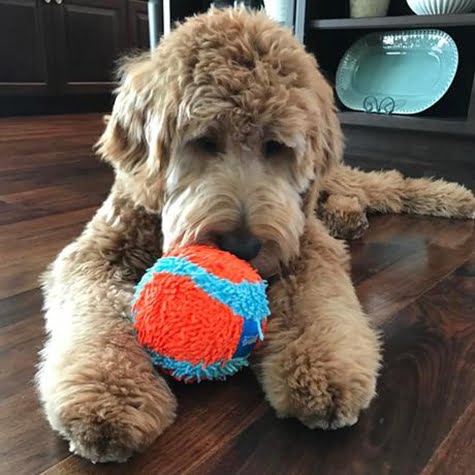 Bola Chuckit! Indoor Ball Para Cachorro