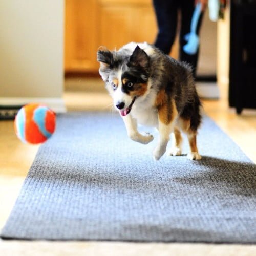 Bola Chuckit! Indoor Ball Para Cachorro