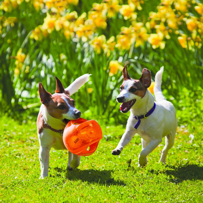 Bola Kong Jumbler para cães