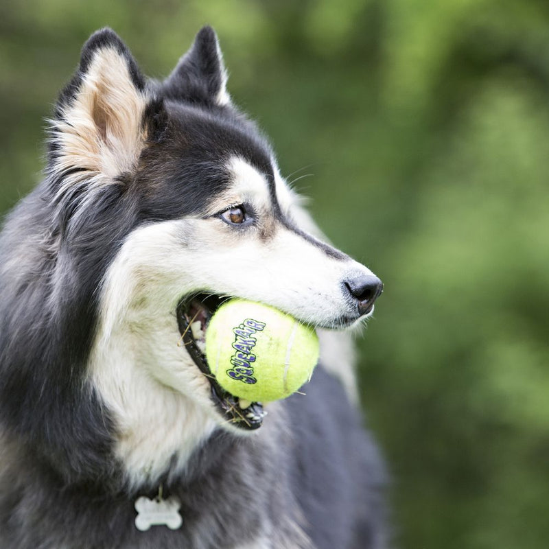 Bola kong squekair tennis – 2 unidades p/ cães