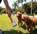 Lançador de Bolinha para Cachorro Chuckit! Cannon Pequeno com 2 Bolinhas