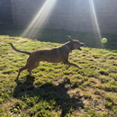 Lançador de Bolinha para Cachorro Chuckit! Cannon Pequeno com 2 Bolinhas