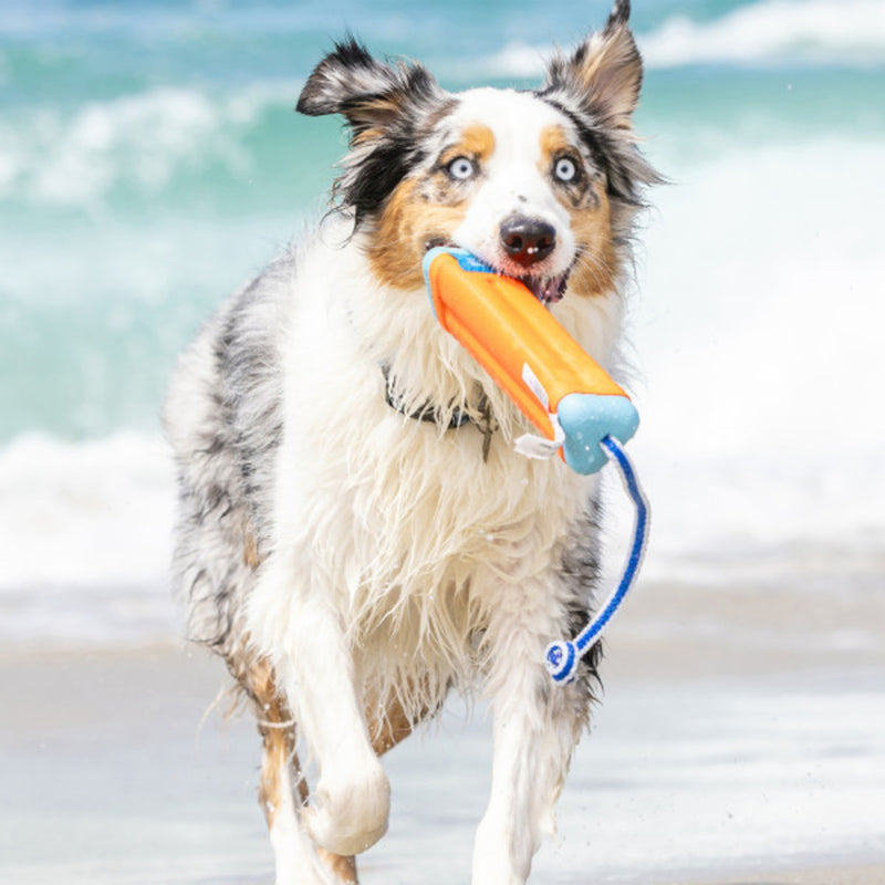 Chuckit Amphibious Bumper para cachorro