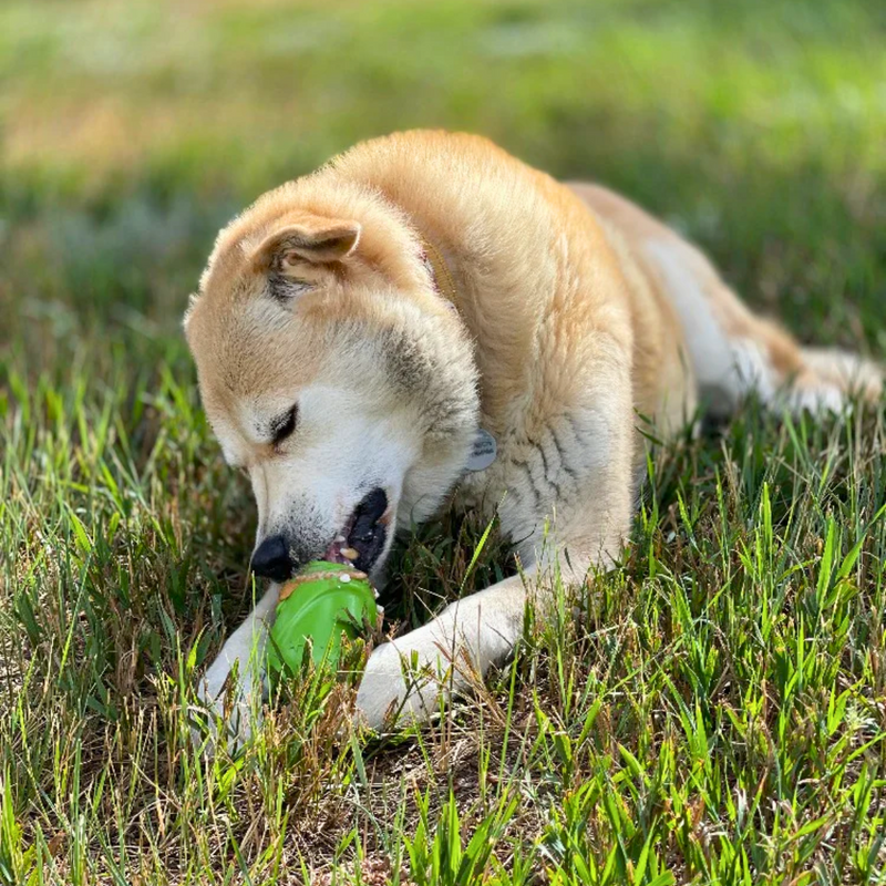 Brinquedo Mordedor Recheável Gnomo Sodapup Para Cachorro