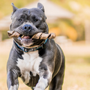 Twist Bovino Sem Pelos – Couro Espiral Natural para Mastigação