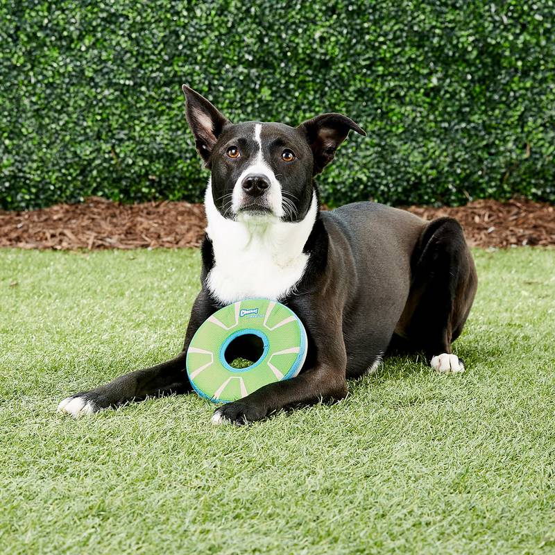 Brinquedo para cachorro Frisbee Chuckit Zipflight Max Glow Fluorescente