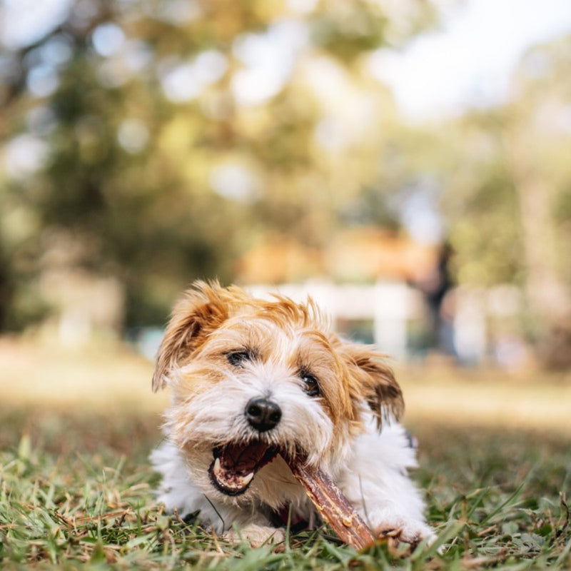 Stix Mastigável Natural Natuka para Cães - Perfeito para Saúde Articular