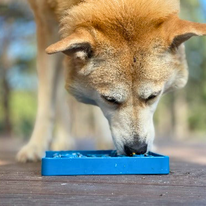 Comedouro Lento Waiting Dogs etray Sodapup Para Cachorro