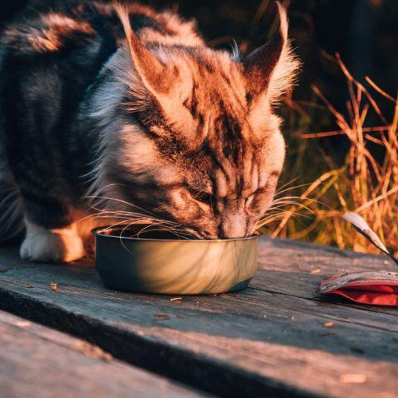 Sache Natural Javali e Camomila Carnilove para Gatos Adultos