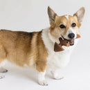 Benebone Fishbone Mordedor para cachorro - New York Pets