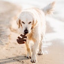 Benebone Fishbone Mordedor para cachorro - New York Pets