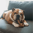 Benebone Ring Bacon Mordedor para Cachorro - New York Pets