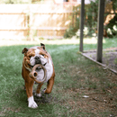 Benebone Ring Bacon Mordedor para Cachorro - New York Pets