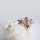 Benebone Wishbone Pasta de Amendoim - New York Pets