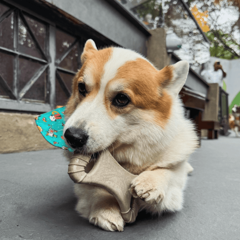 Biobone Ossão Bagaço de Laranja– Mordedor Sustentável para Cães com Mordida Moderada - New York Pets