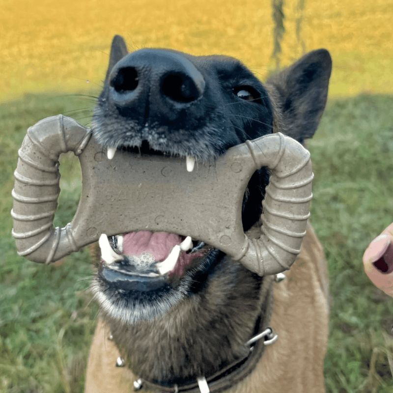 Biobone Ossão Bagaço de Laranja– Mordedor Sustentável para Cães com Mordida Moderada - New York Pets