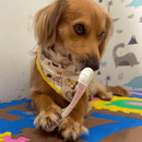 Biobone Ossão Cana - de - Açúcar – Mordedor Natural para Cães de Porte Médio a Grande - New York Pets