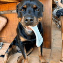 Biobone Ossão Cana - de - Açúcar – Mordedor Natural para Cães de Porte Médio a Grande - New York Pets