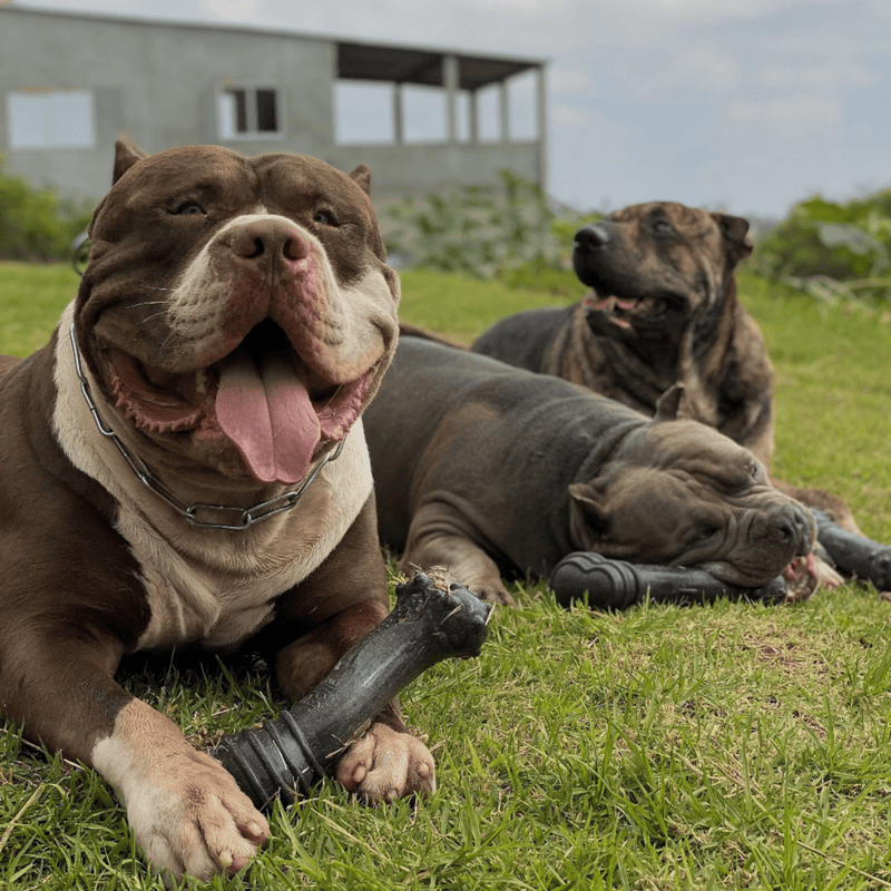 Biobone Ossão Gigante Madeira – Mordedor Ultra Resistente para Cães de Porte Grande - New York Pets