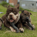 Biobone Ossão Gigante Madeira – Mordedor Ultra Resistente para Cães de Porte Grande - New York Pets