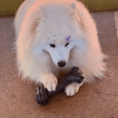 Biobone Ossão Gigante Madeira – Mordedor Ultra Resistente para Cães de Porte Grande - New York Pets