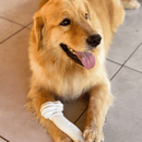 Biobone Ossão Gigante – Mordedor Natural para Cachorro com Mordida Forte - Cana de Açucar - New York Pets