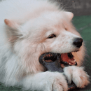 Biobone Ossão Madeira – Mordedor de Fibra de Madeira para Cães com Mordida Intensa 🦴 - New York Pets