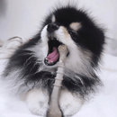 Biobone Ossinho Laranja | Mordedor Natural para Cachorro Pequeno - New York Pets