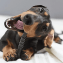 Biobone Ossinho Madeira – Mordedor Extra Forte para Cães Pequenos - New York Pets