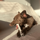 Biobone Ossinho – Mordedor de Cana para Cães Pequenos com Mordida Forte - New York Pets