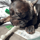 Biobone Ossinho – Mordedor de Cana para Cães Pequenos com Mordida Forte - New York Pets