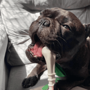 Biobone Ossinho – Mordedor de Cana para Cães Pequenos com Mordida Forte - New York Pets