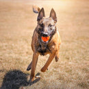 Bola Chuckit Breathe Right Medio Para Cachorro - New York Pets