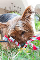 Bola Chuckit Fanatic Ball para Cães - New York Pets