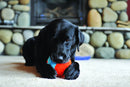 Bola Chuckit! Indoor Ball Para Cachorro - New York Pets