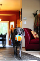 Bola Chuckit! Indoor Ball Para Cachorro - New York Pets