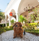 Bola Chuckit! Ultra Ball Grande para cachorro - New York Pets